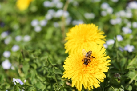 Spring is in the Air… and So is Pollen!