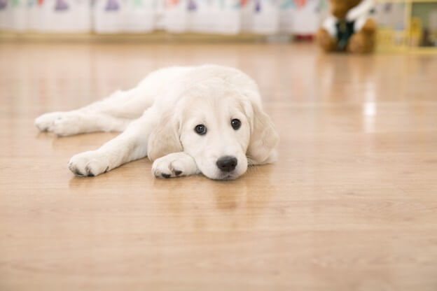Pets And Hardwood Floors, Best Way To Clean Hardwood Floors With Pets