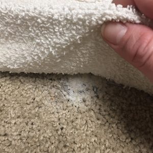 showing how to place damp cloth over dried candle wax on carpet