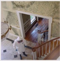 mold on home interior